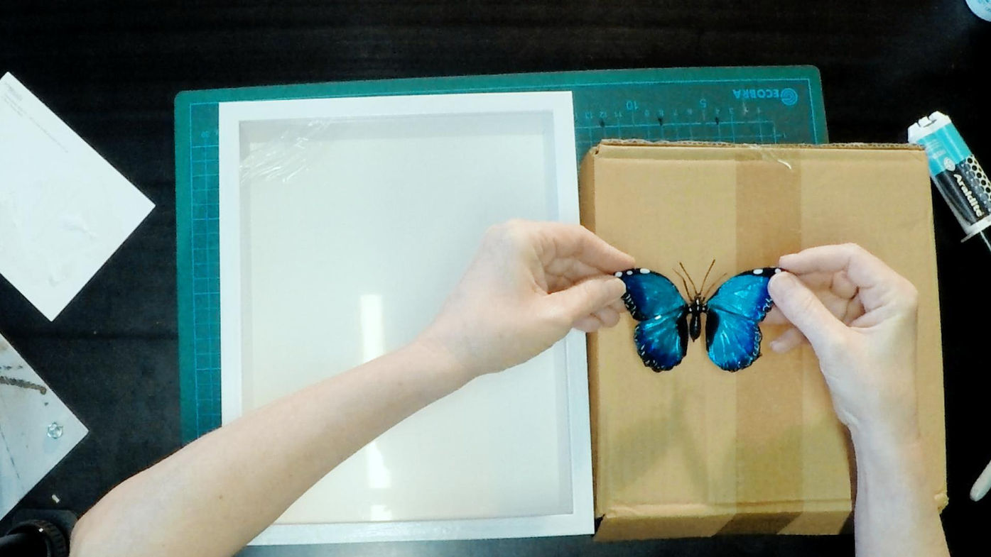 Framing the Butterfly - 22 mins